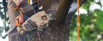 Bridgehampton, NY Tree Removal Company
