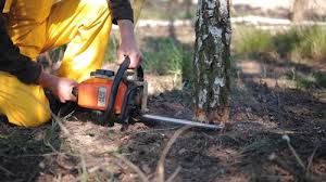  Bridgehampton, NY Tree Removal Pros