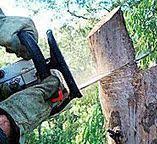 Best Utility Line Clearance  in Bridgehampton, NY