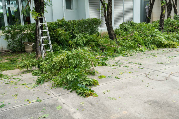 Best Fruit Tree Pruning  in Bridgehampton, NY