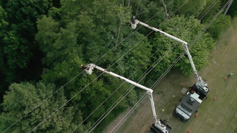 Best Arborist Consultation Services  in Bridgehampton, NY
