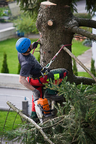 How Our Tree Care Process Works  in  Bridgehampton, NY