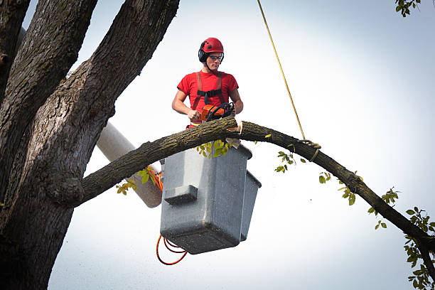 Best Stump Grinding and Removal  in Bridgehampton, NY