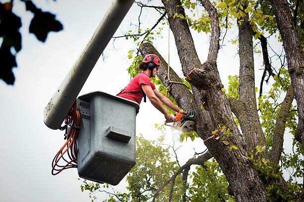 Best Commercial Tree Services  in Bridgehampton, NY
