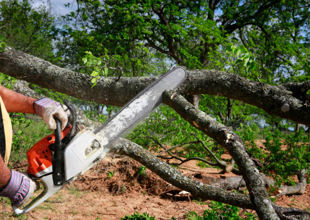 Best Root Management and Removal  in Bridgehampton, NY